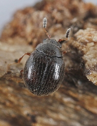 Foto af Aspidiphorus orbiculatus (Aspidiphorus orbiculatus) | Standardfoto