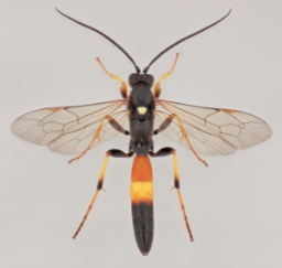 Foto af Spilichneumon ammonius (Spilichneumon ammonius) | Malcolm Storey
