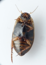Foto af Rhantus frontalis (Rhantus frontalis) | Standardfoto