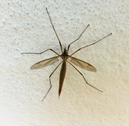 Foto af Mosestankelben (Tipula paludosa) | Hun