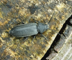 Foto af Stribet barkbuk (Asemum striatum) | Standardfoto