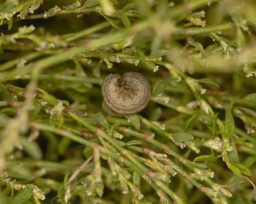 Foto af Strandært-ugle (Proxenus lepigone) | Larve