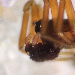 Foto af Walckenaeria monoceros (Walckenaeria monoceros) | Hannens hovedudvækst