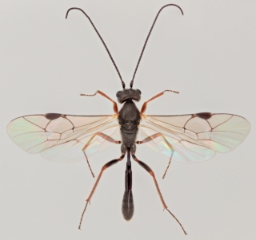 Foto af Probles erythrostomus (Probles erythrostomus) | Malcolm Storey
