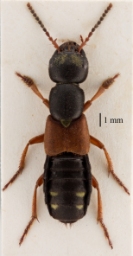 Foto af Rødvinget rovbille (Staphylinus erythropterus) | Standardfoto