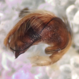 Foto af Trekantspinder (Hyptiotes paradoxus) | Frederik Leck Fischer 