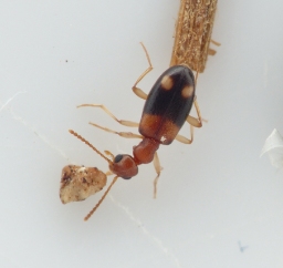 Foto af Stricticollis tobias (Stricticollis tobias) | Standardfoto
