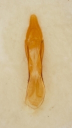 Foto af Philonthus micans (Philonthus micans) | Danmarks Billebank