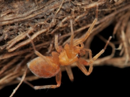 Foto af Heteroonops spinimanus (Heteroonops spinimanus) | Hun