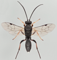Foto af Rhembobius perscrutator (Rhembobius perscrutator) | Malcolm Storey