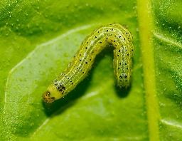 Foto af Krageklougle (Pyrrhia umbra) | Larve
