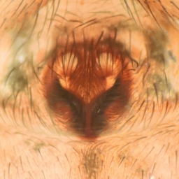 Foto af Agroeca lusatica (Agroeca lusatica) | Frederik Leck Fischer 