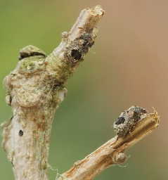 Foto af Pseudeuparius sepicola (Pseudeuparius sepicola) | Standardfoto