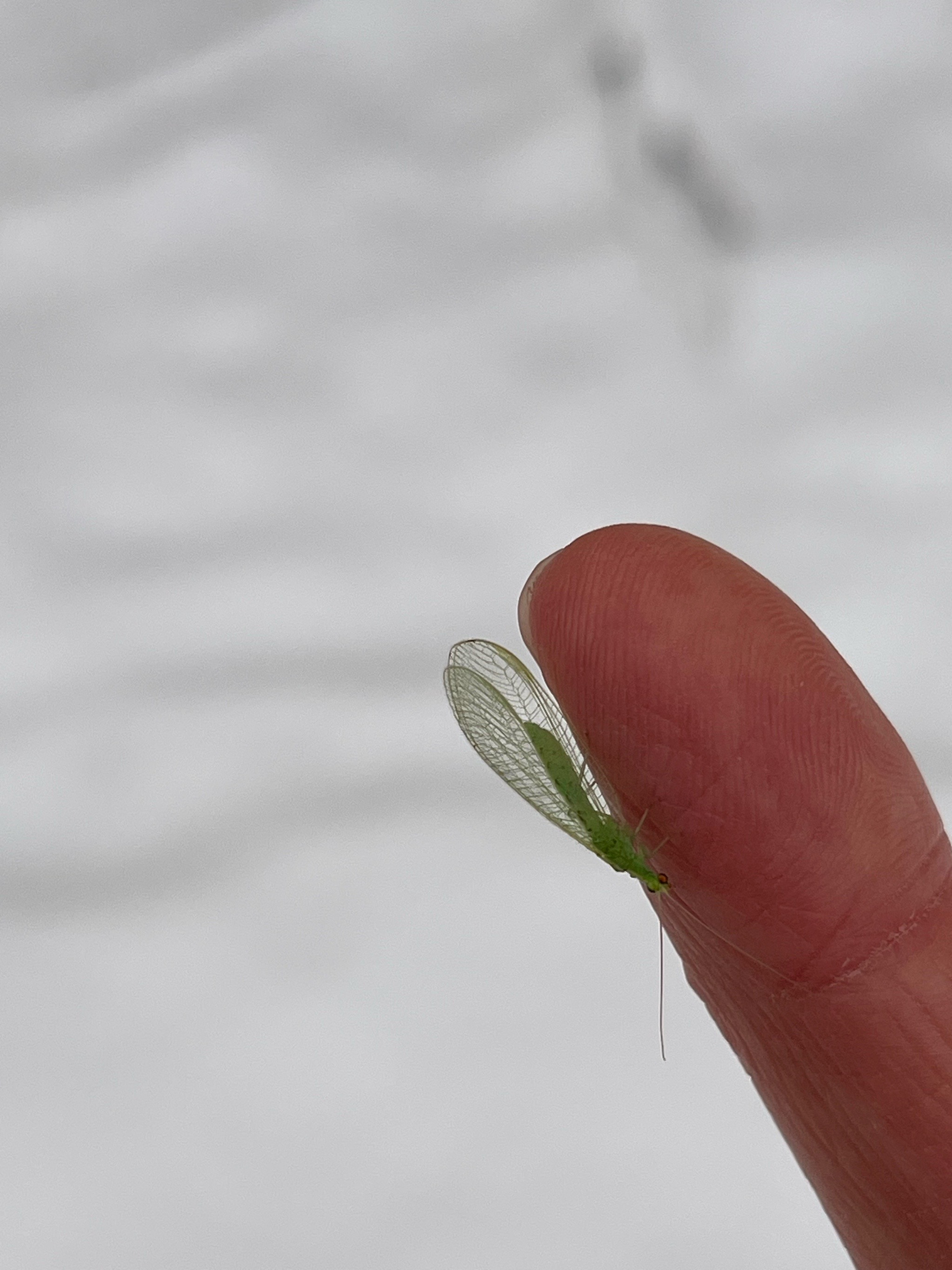 Gemeine Florfliege