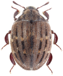 Foto af Porcinolus murinus (Porcinolus murinus) | KV Makarov - www.zin.ru/Animalia/Coleoptera