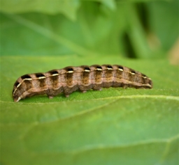 Foto af Okkerrød aprilugle (Cerastis rubricosa) | Larve