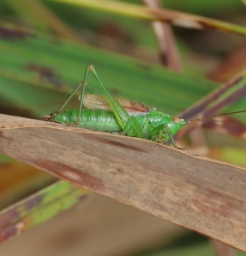 Foto af Sivgræshoppe (Conocephalus dorsalis) | Han