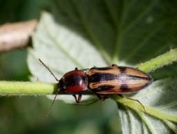 Foto af Korssmælder (Selatosomus cruciatus) | Standardfoto