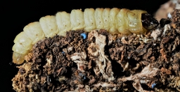 Foto af Stor glassværmer (Sesia apiformis) | Larve