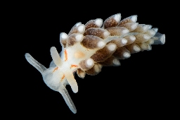 Foto af Tenellia foliata (Tenellia foliata) | Standardfoto