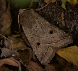 Foto af Pile-jordfarveugle (Leptologia lota) | Han