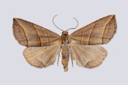 Foto af Trestribet aspeugle (Colobochyla salicalis) | Standardfoto