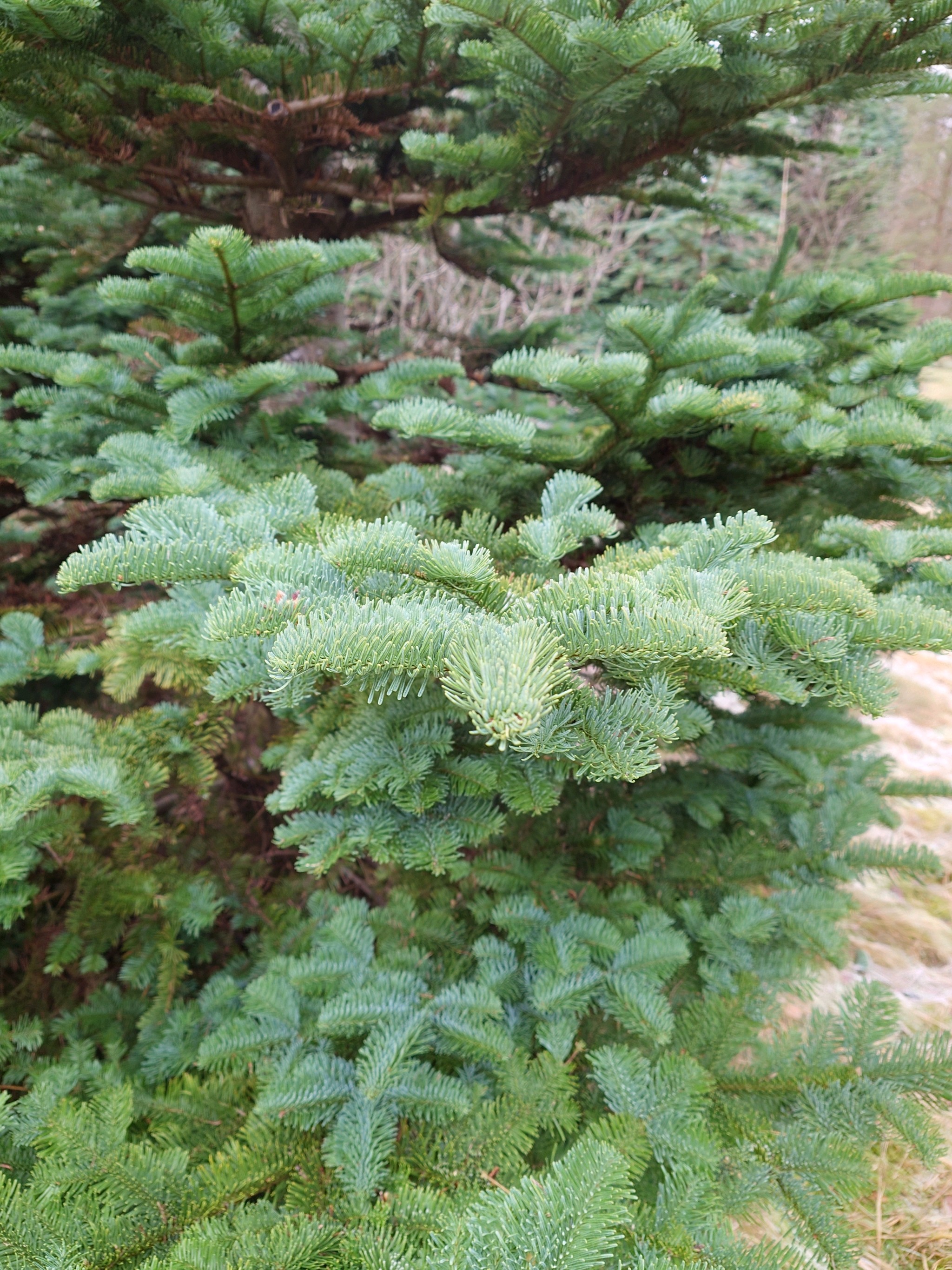 Abies procera