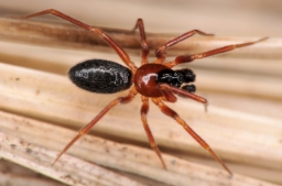 Foto af Walckenaeria furcillata (Walckenaeria furcillata) | Han