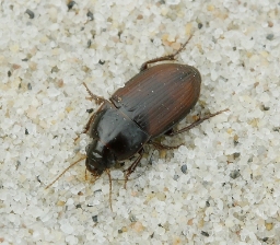 Foto af Flad sandløber (Harpalus servus) | Standardfoto