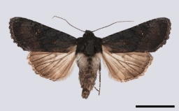 Foto af Større sortugle (Aporophyla nigra) | Standardfoto