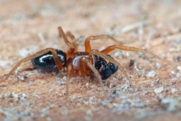 Foto af Phrurolithus minimus (Phrurolithus minimus) | Han