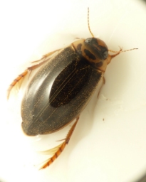 Foto af Rhantus frontalis (Rhantus frontalis) | Standardfoto