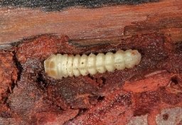 Foto af Tømmermand (Acanthocinus aedilis) | Larve