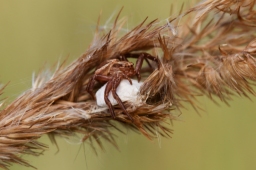 Foto af Xysticus ulmi (Xysticus ulmi) | Frederik Leck Fischer