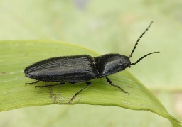 Foto af Hemicrepidius hirtus (Hemicrepidius hirtus) | Standardfoto