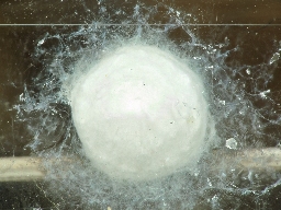Foto af Simziella major (Simziella major) | Ægkokon, ca. 4mm i diameter