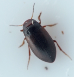 Foto af Hydroporus tristis (Hydroporus tristis) | Standardfoto