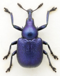 Foto af Cigarruller (Byctiscus betulae) | Mark Gurney