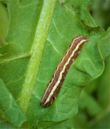 Foto af Okkerrød aprilugle (Cerastis rubricosa) | Larve