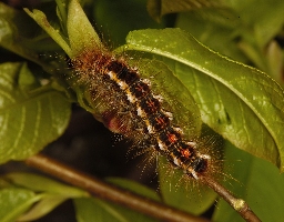 Foto af Brunhale (Euproctis chrysorrhoea) | Larve