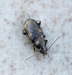 Foto af Forskelligplettet glansløber (Bembidion obliquum) | Standardfoto