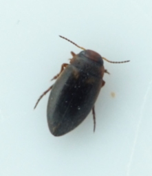 Foto af Hydroporus palustris (Hydroporus palustris) | Standardfoto