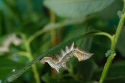 Foto af Zigzagspinder (Notodonta ziczac) | Larve