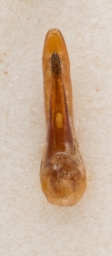 Foto af Philonthus punctus (Philonthus punctus) | Danmarks billebank