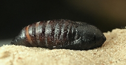 Foto af Hassel-pyramideugle (Amphipyra perflua) | Puppe