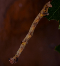 Foto af Grå egemåler (Hypomecis punctinalis) | Larve