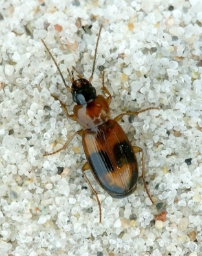 Foto af Broget sumpløber (Badister lacertosus) | Standardfoto