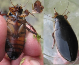 Foto af Rundhoftet vandkalv (Dytiscus dimidiatus) | Han