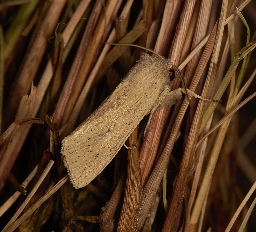 Foto af Stor sivugle (Rhizedra lutosa) | Han