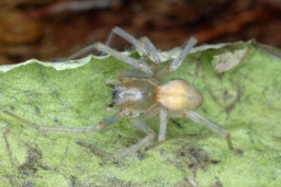 Foto af Cheiracanthium mildei (Cheiracanthium mildei) | Hun